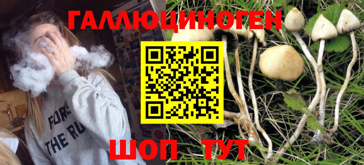 Псилоцибиновые грибы Cubensis Зима